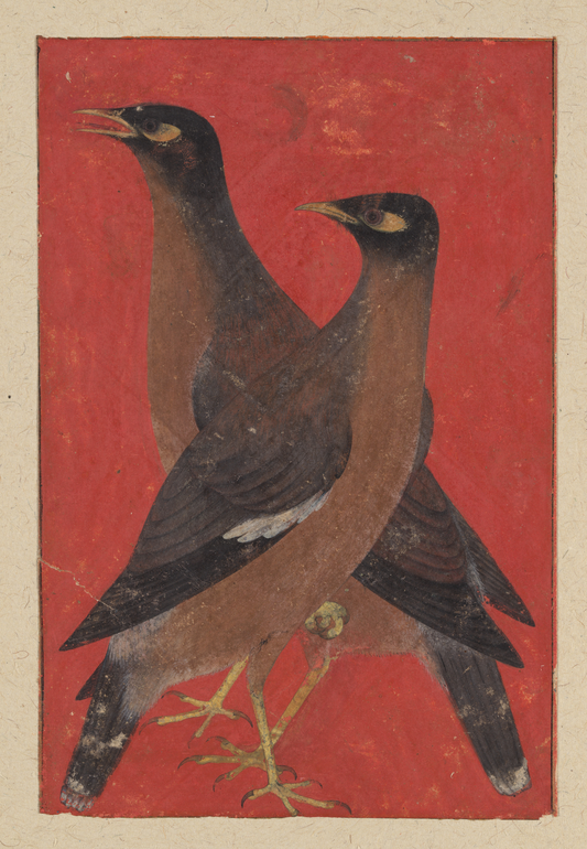 Two Mynas