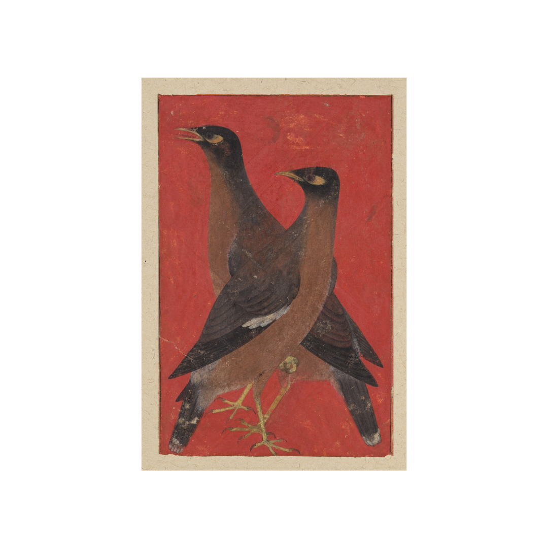 A Pair of Mynas