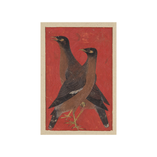 A Pair of Mynas